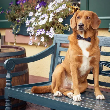 Weinhotel Des Riesling Zum Gruenen Kranz