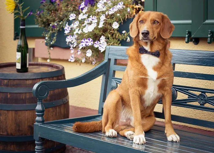 Weinhotel Des Riesling Zum Gruenen Kranz