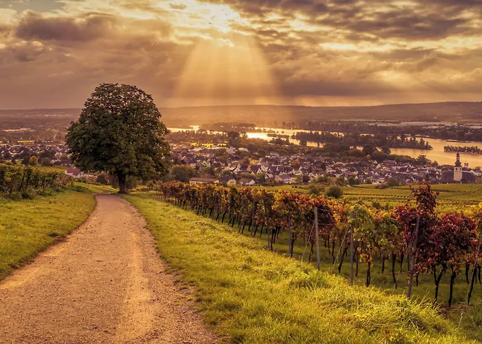 Weinhotel Des Riesling Zum Gruenen Kranz Rüdesheim am Rhein